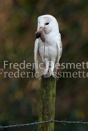 Barn owl 48 (Tyto alba)