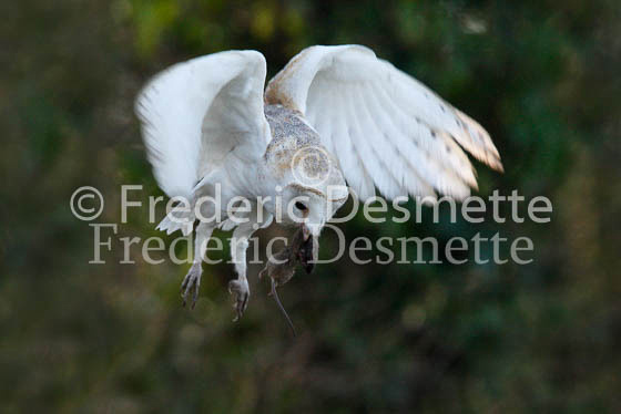 Barn owl 49 (Tyto alba)