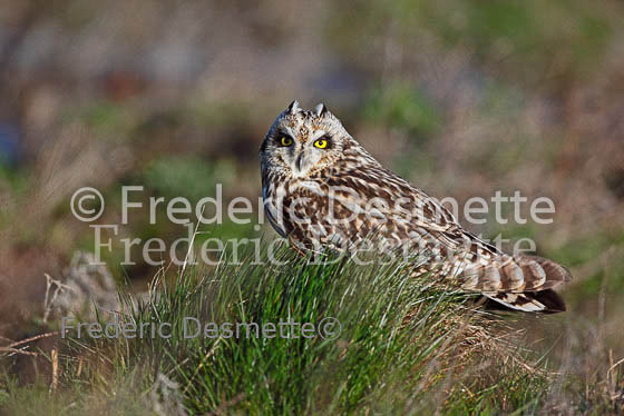 Short-eared owl 57 (Asio flammeus)