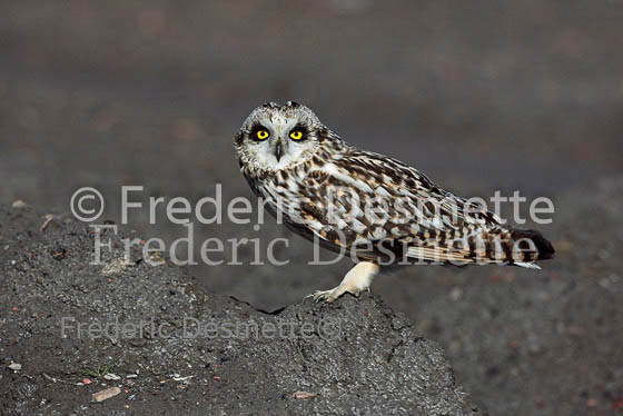 Short-eared owl 23 (Asio flammeus)