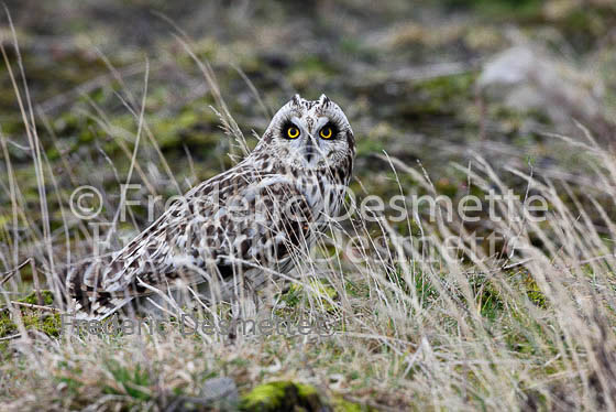 Short-eared owl 44 (Asio flammeus)