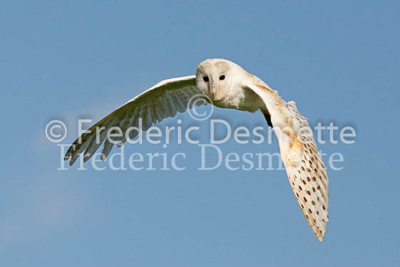 Barn owl 56 (Tyto alba)