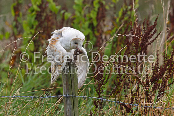 Barn owl 75 (Tyto alba)