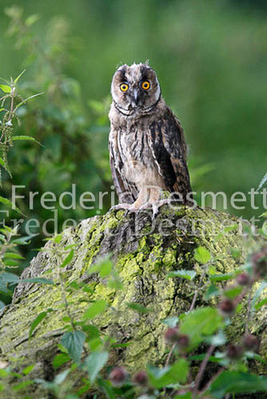 Long-eared owl  3  (Asio otus)
