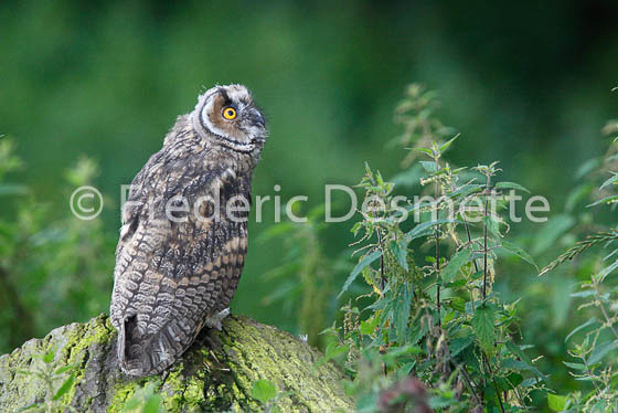 Long-eared owl  5  (Asio otus)-1