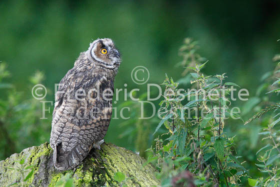 Long-eared owl  5  (Asio otus)