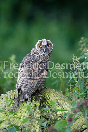 Long-eared owl  7  (Asio otus)