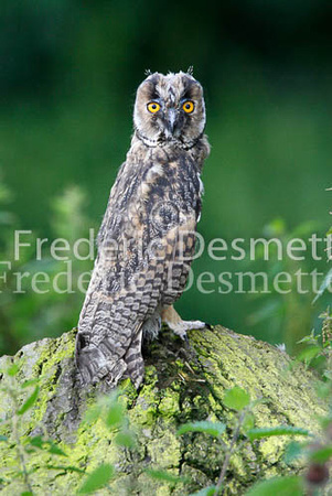 Long-eared owl  8  (Asio otus)
