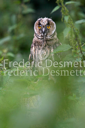 Long-eared owl  9  (Asio otus)