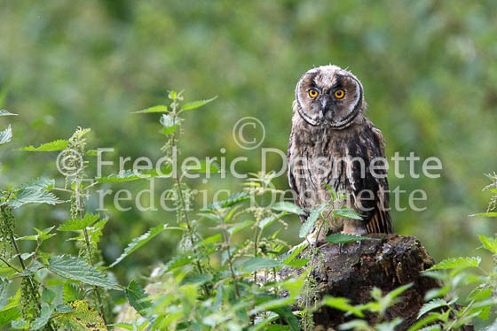 Long-eared owl  10  (Asio otus)