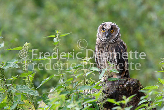 Long-eared owl  11  (Asio otus)