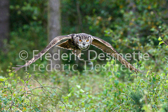 Eagle owl 24 (Bubo bubo)