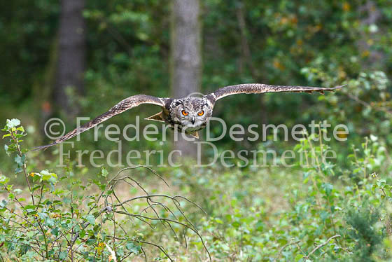 Eagle owl 34 (Bubo bubo)