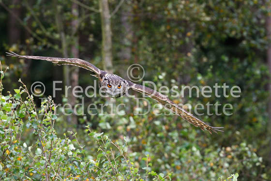 Eagle owl 37 (Bubo bubo)