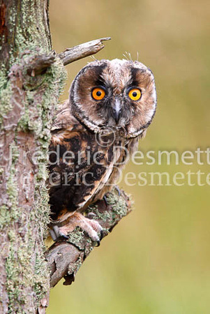 Long-eared owl  12  (Asio otus)