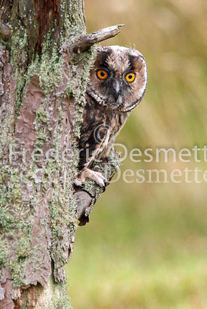 Long-eared owl  13  (Asio otus)