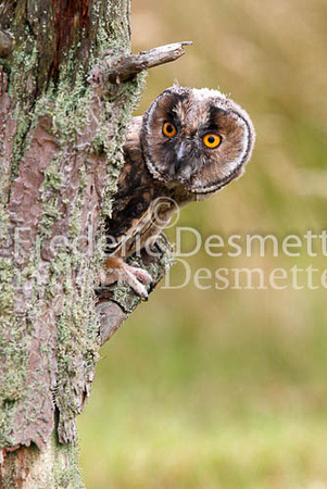 Long-eared owl  14  (Asio otus)