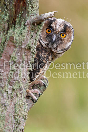 Long-eared owl  16  (Asio otus)