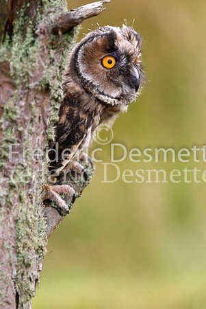 Long-eared owl  17  (Asio otus)