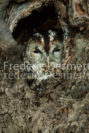 Tawny owl 11 (Strix aluco)