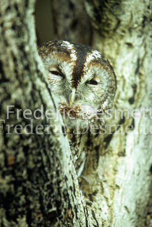 Tawny owl 12 (Strix aluco)