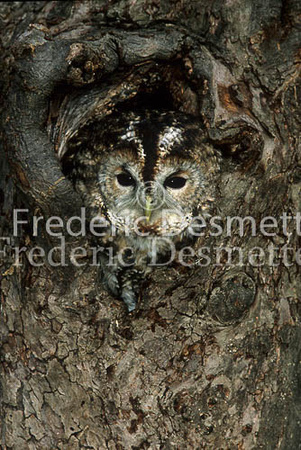 Tawny owl 13 (Strix aluco)