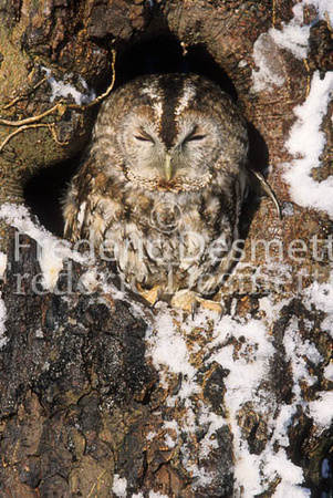 Tawny owl 14 (Strix aluco)