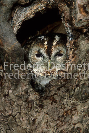 Tawny owl 15 (Strix aluco)
