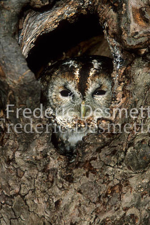 Tawny owl 16 (Strix aluco)