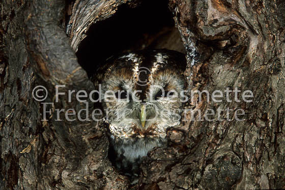 Tawny owl 18 (Strix aluco)