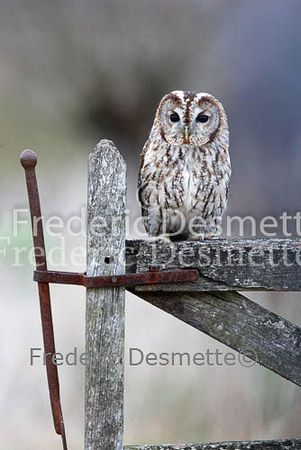 Tawny owl 22 (Stix aluco)