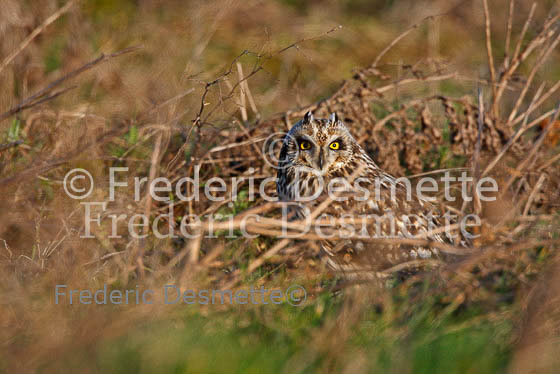 Short-eared owl 46 (Asio flammeus)
