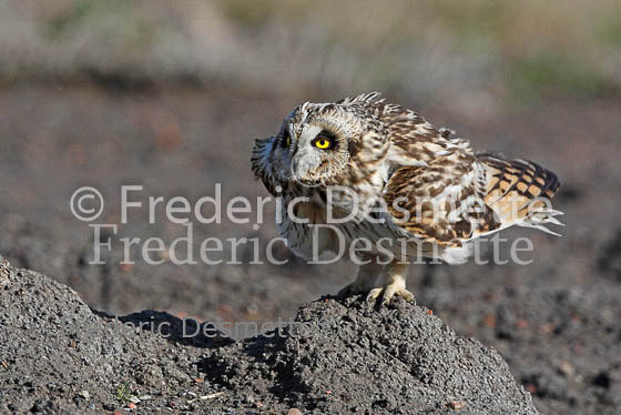 Short-eared owl 33 (Asio flammeus)