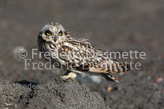 Short-eared owl 29 (Asio flammeus)