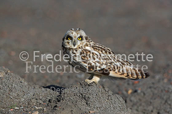 Short-eared owl 28 (Asio flammeus)