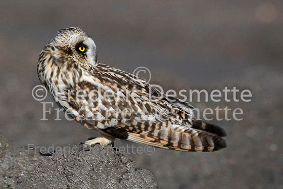 Short-eared owl 26 (Asio flammeus)