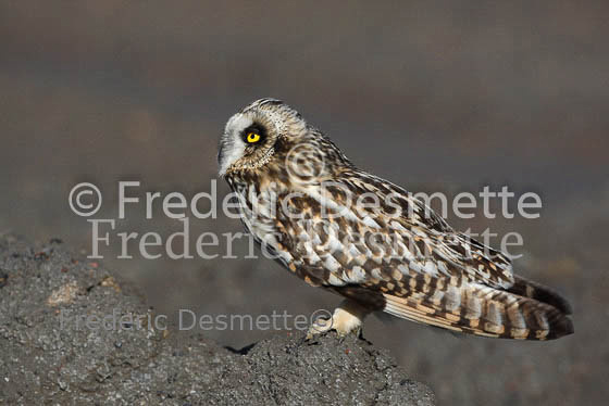 Short-eared owl 25 (Asio flammeus)
