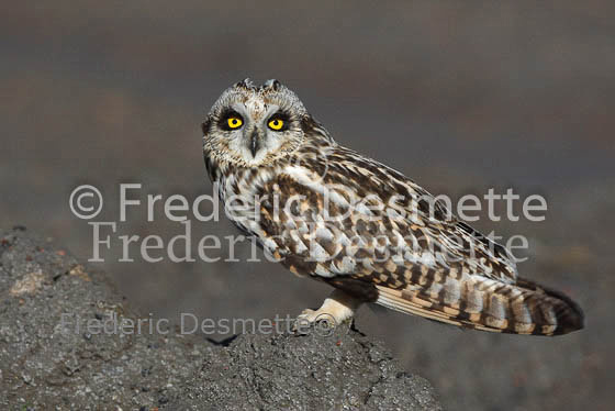 Short-eared owl 24 (Asio flammeus)