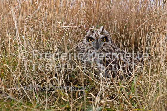 Short-eared owl 36 (Asio flammeus)
