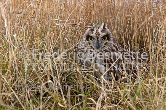 Short-eared owl 35 (Asio flammeus)