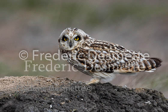 Short-eared owl 27 (Asio flammeus)