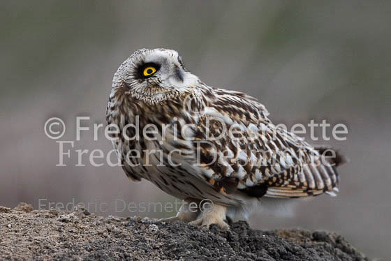 Short-eared owl 34 (Asio flammeus)