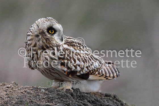 Short-eared owl 30 (Asio flammeus)