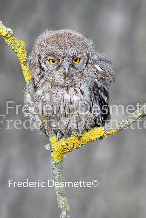 Scops owl 5 (Otus scops)