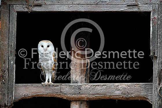 Barn owl 102 (Tyto alba)