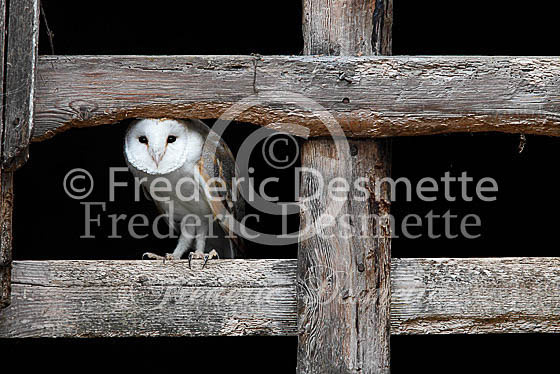 Barn owl 101 (Tyto alba)