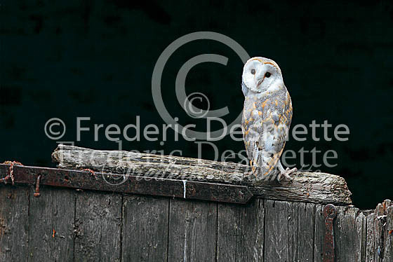 Barn owl 111 (Tyto alba)
