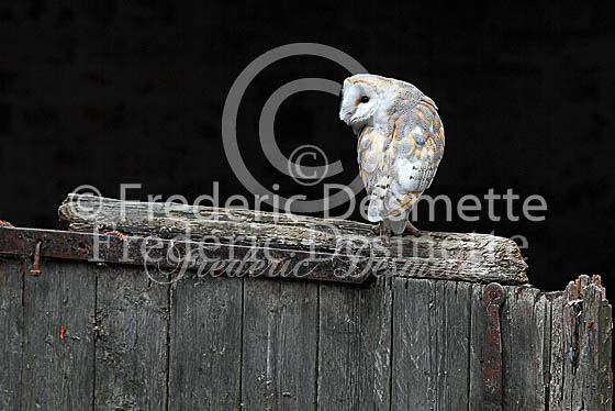 Barn owl 110 (Tyto alba)