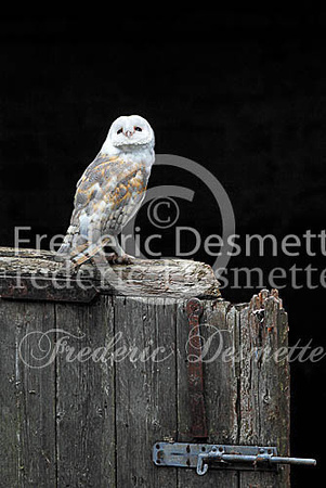 Barn owl 114 (Tyto alba)