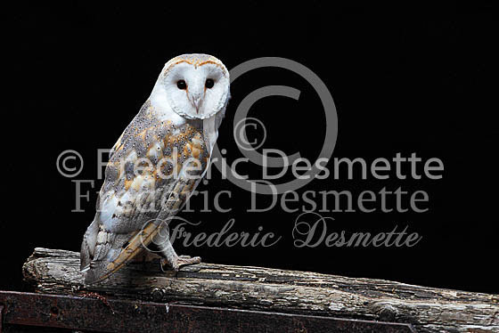 Barn owl 113 (Tyto alba)